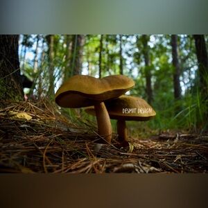 “River Shrooms” 🖤  4” x 6” Framed Original Print by deSmit Design